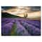 Designart - Sunrise & Dramatic Clouds Over Lavender Field VII - Farmhouse Canvas Wall Art Print